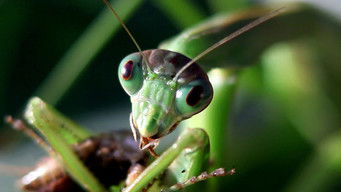 第2話：Che grilli hai nel piatto?