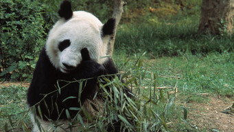 #9 Asia's Wild Secrets