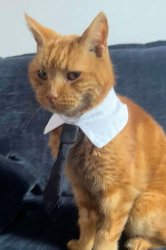 Foto de Mr Toby Bimscims