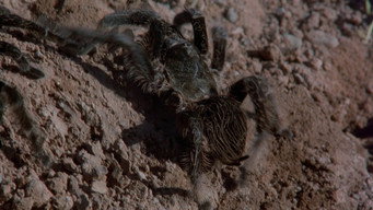 Escena 8 de Tarántula
