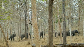 #7 Destination Wild: India