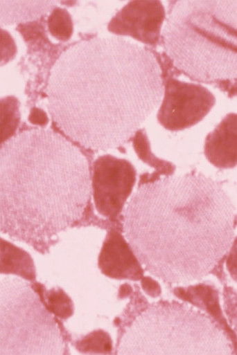 A Word is a Word poster