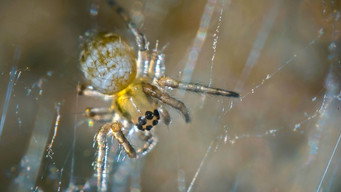 Nos chères bestioles (2023)