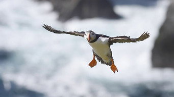 Scotland: The New Wild (2023)
