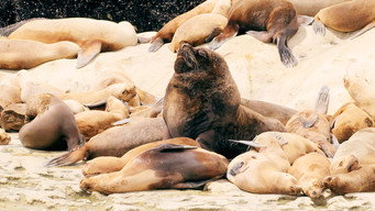 #5 Wild Argentina