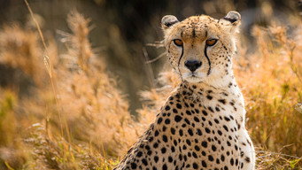 #5 Cat Wars: Lion Vs. Cheetah