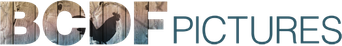 BCDF Pictures