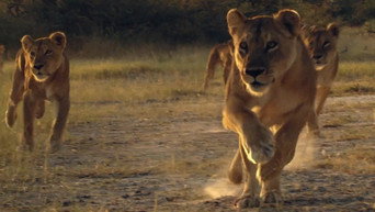 Pride in Battle (2010)
