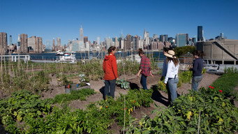 Food Forward (2012-2014)