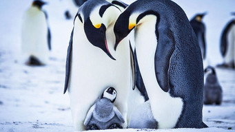 Snow Chick: A Penguin's Tale (2015)