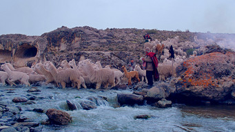 Pakucha (2021)