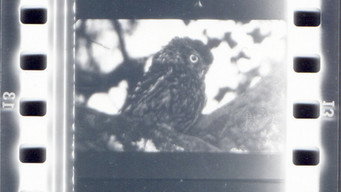 Nocturne media image