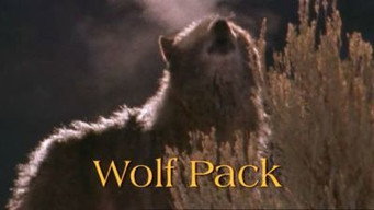 Wolf Pack