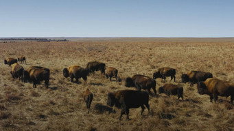 How Bison Are Saving America's Lost Prairie