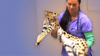 #8 Animal ER