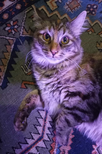 Penny the Cat