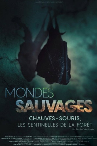 Mondes Sauvages : Chauves-souris, les sentinelles de la forêt