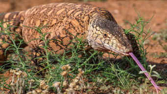 #4 Wild Australia