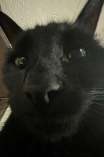 Bagherra The Cat