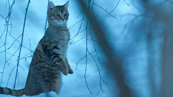 #6 Котяче життя. Велика пригода Муурр