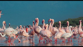 Galeria 2 - Enchanted Kingdom