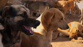 Mutts (2019)
