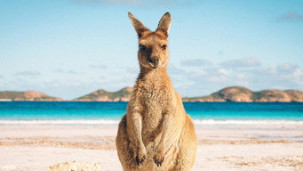 #4 Bondi Vet