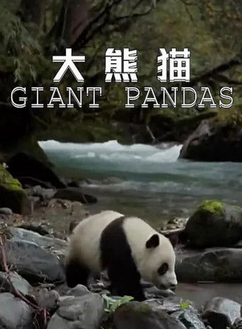 大熊猫 poster