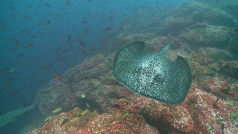 Underwater Mysteries