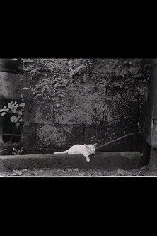 Director's Cat poster