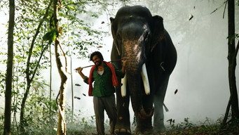 #8 Kaadan