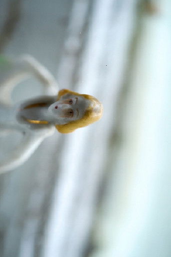 The Quoddy Fold poster