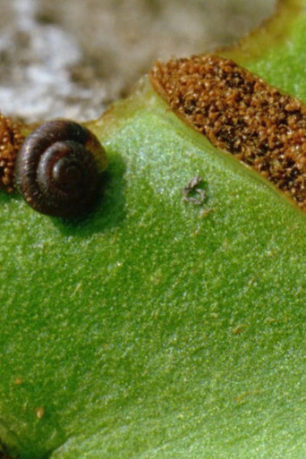 The Girl Who Forgets How to Walk poster