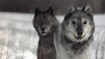 Wild Yellowstone (2015)