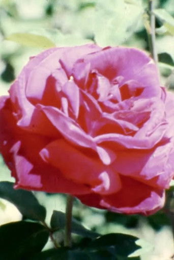 Alchemical Botany poster