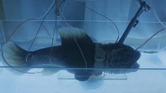 Creatures from the Abyss (1994)