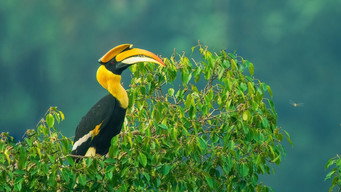 Nilgiris: A Shared Wilderness (2024)