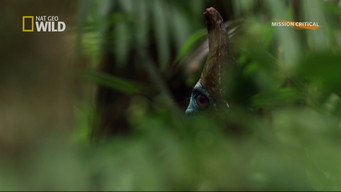 Dino Bird (2017)