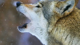 La gueule du loup (2016)