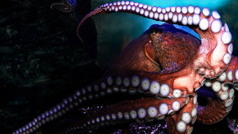#4 Deep Sea Killers