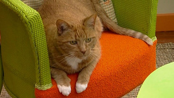 Episode 16 — Big Cats