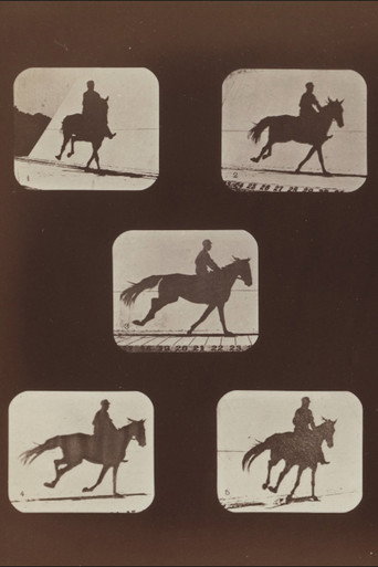 The Horse in Action