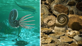 Earth's Worst Mass Extinction Is Actually a Warning