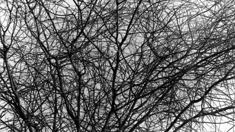 Aboio (2005)