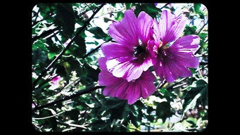 Flowers media image