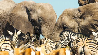 #4 Mammals