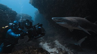 Sharks Up Close with Bertie Gregory (2025)