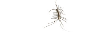 Mom logo