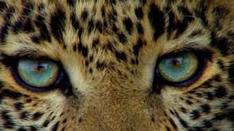 Big Cat Diary - S4E01