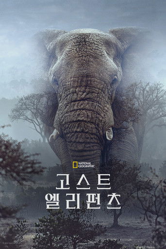 고스트 엘리펀츠